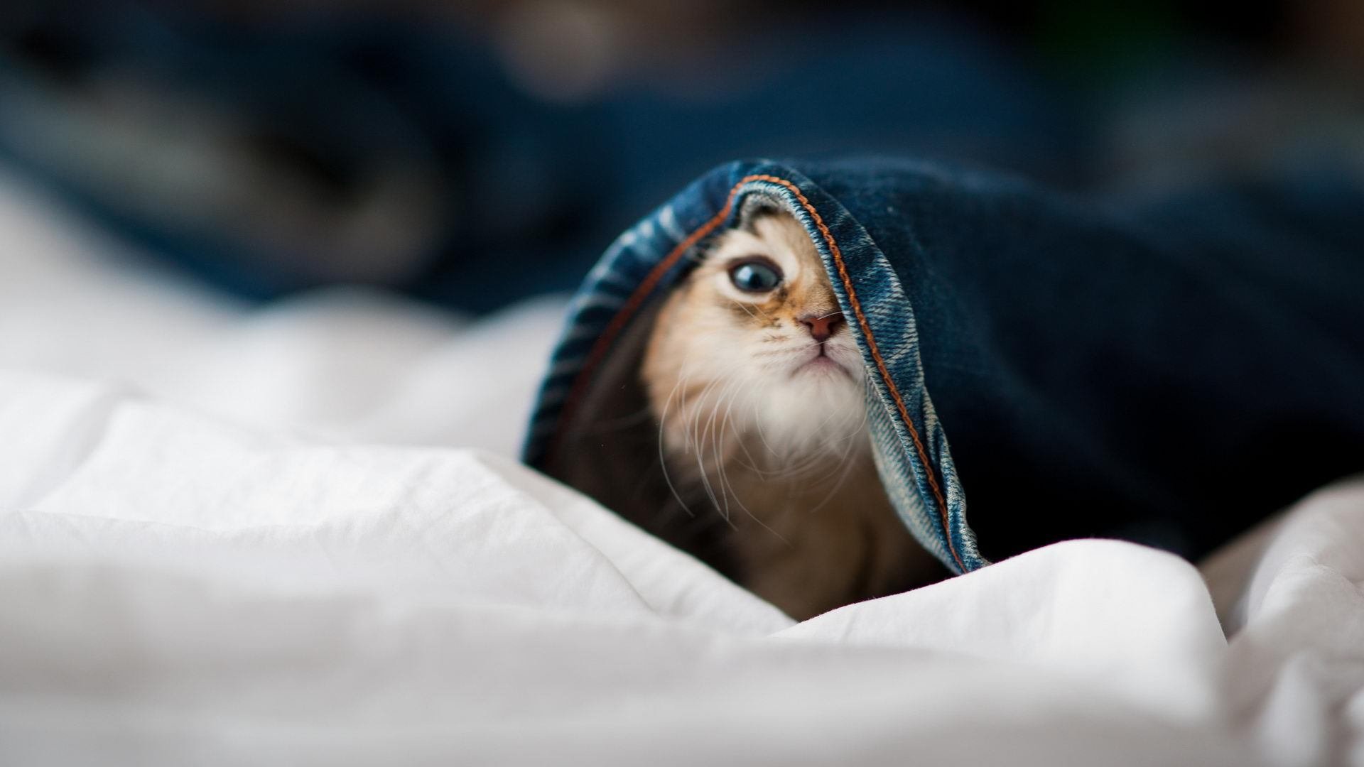 哈利伯顿的指挥艺术，黄蜂对阵活塞中的节奏完全掌控