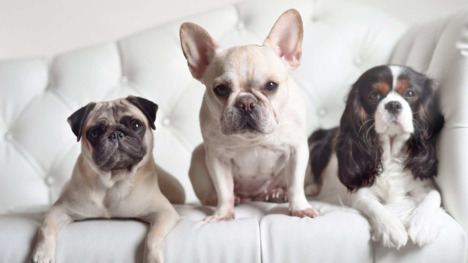 浓眉关键先生显神威,活塞单节狂潮拉开火箭